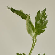 Matte Sun Stick: Mugwort + Camelia