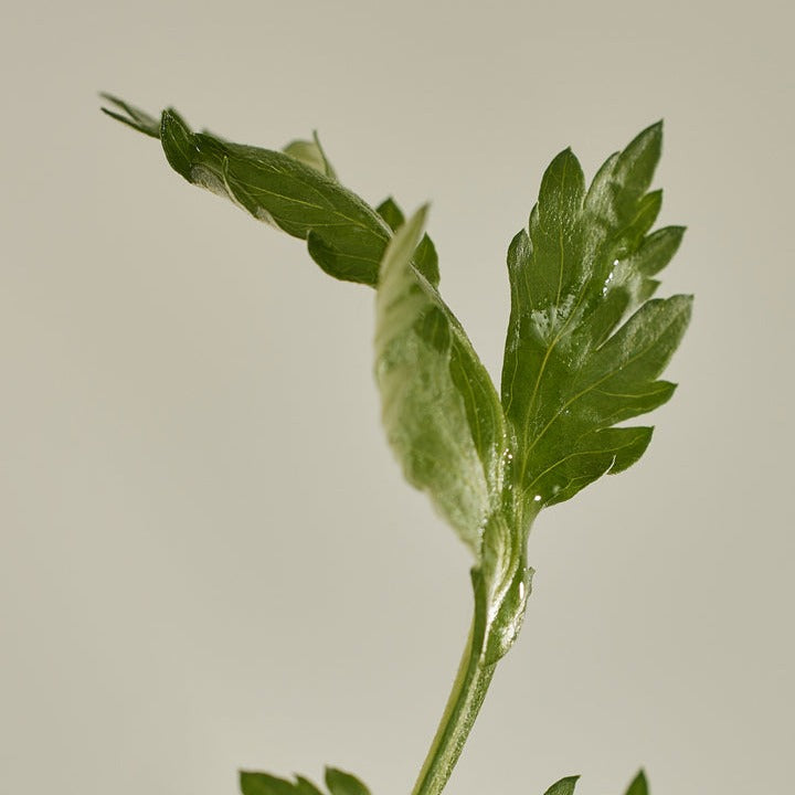 Matte Sun Stick: Mugwort + Camelia